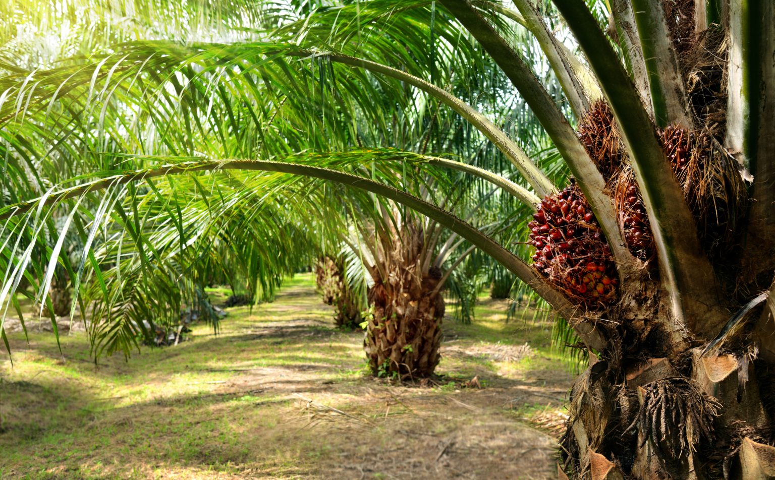 Crude Palm Oil Futures (FCPO) on Bursa Malaysia: Contract Specs, Price Limits & How It Works